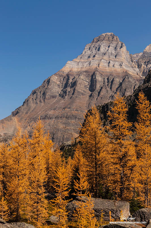 Image of Mount Huber, fall larches, Opabin Plateau