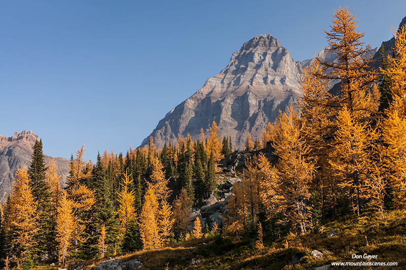 Image of Mount Huber, fall larches, Opabin Plateau