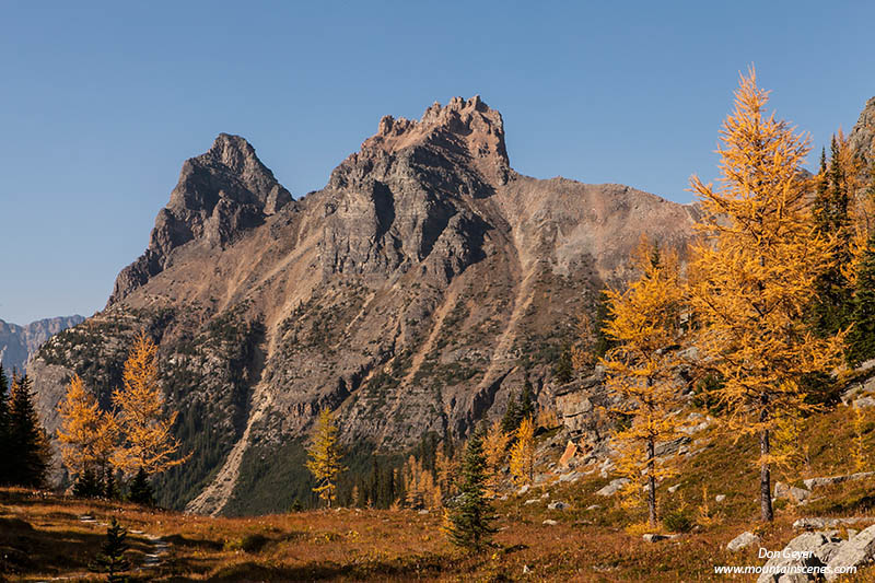 Image of Wiwaxy Peaks above fall larches, Opabin Plateau