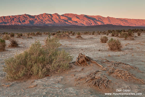 Image of Devil's Cornfield, Kit Fox Hills, Death Valley