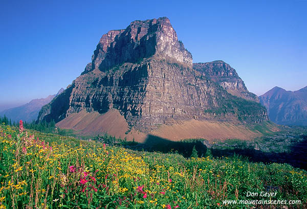 Image of flowers near Boulder Pass.