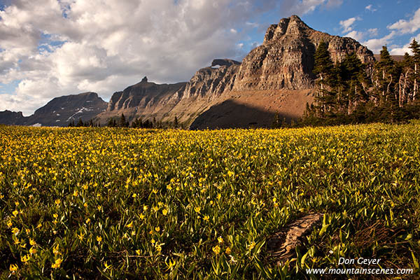 Image of flower meadows at Logan Pass.