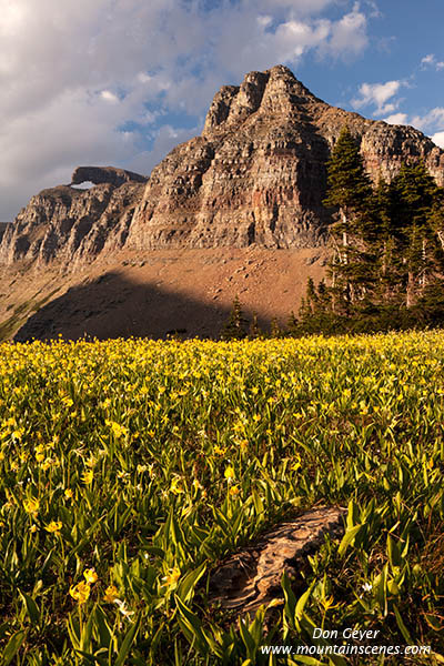 Avalanche Lilies and Logan Pass