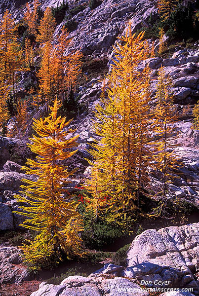 Image of Larches Near Stiletto