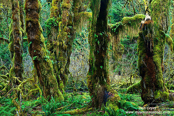 Image of Hoh Rain Forest