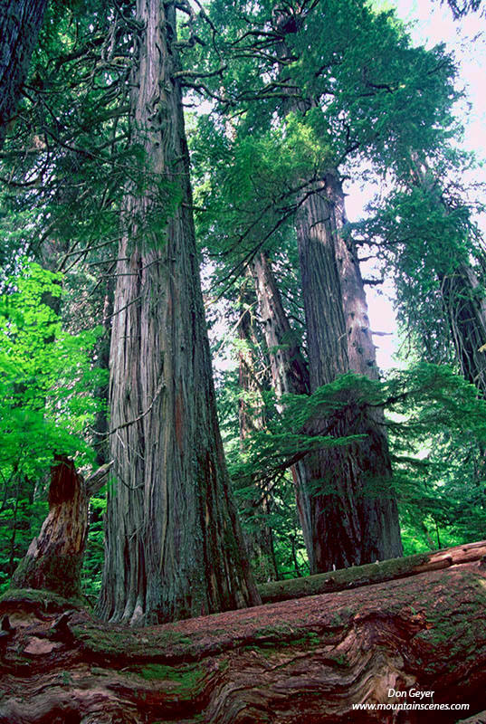 Image of Grove of the Patriarchs