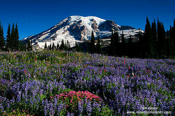 Image of Mount Rainer above Flower Meadows