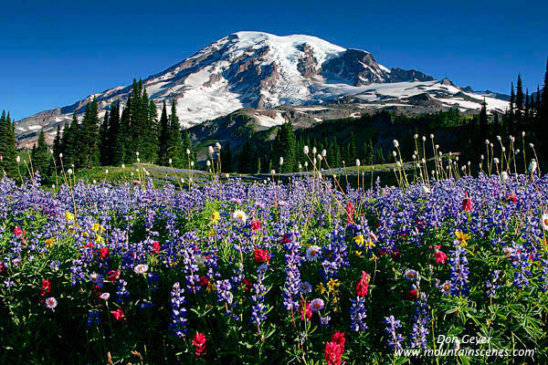 Image of Mount Rainier above Flower Meadows