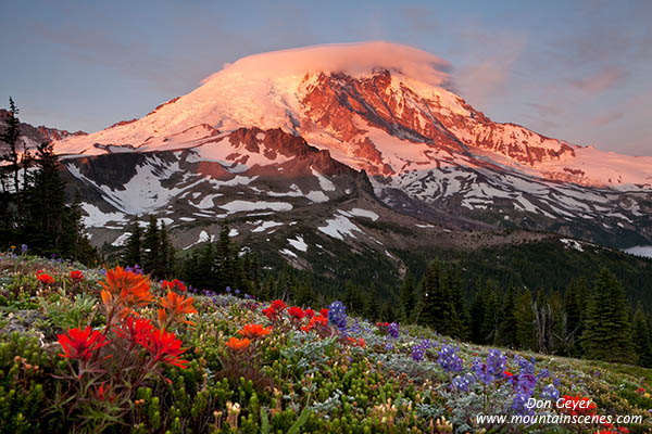 Image of Mount Rainer above flowers at Skyscraper Pass