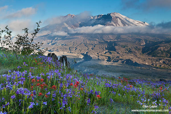 Image of Mount St. Helens, flowers, Johnston Ridge