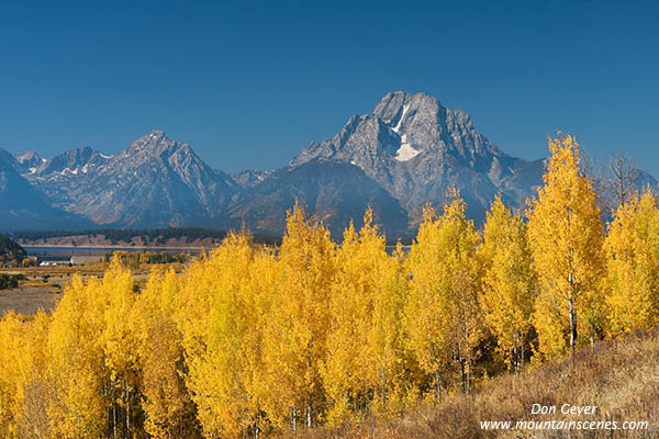 Image of Mount Moran above aspen in fall, Oxbow Bend, Grand Teton National Park