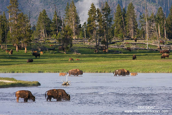 Image of Bison crossing Firehole River, Yellowstone National Park.