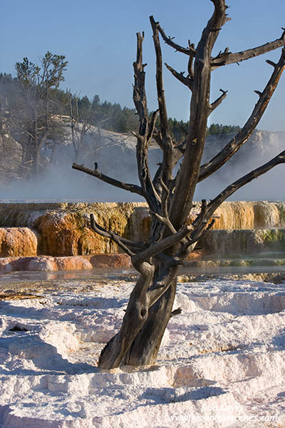Image of Canary Springs and dead tree, Mamoth Hot Springs, Yellowstone National Park.
