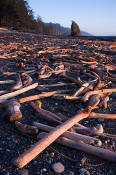 Image of driftwood on Rialto Beach, Olympic National Park