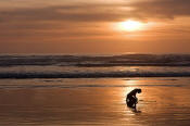 Image of Girl at Canon Beach at Sunset, Oregon Coast