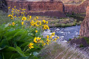 Picture of flowers and the Palouse River