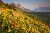Image of flowers at Granite Park below the Garden Wall in Glacier National Park.