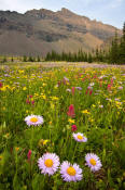 Image of flowers at Fifty Mountain in Glacier.