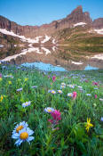 Image of flowers and Cathedral Peak above Sue Lake in Glacier.