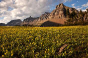 Image of flowers and Logan Pass in Glacier National Park.