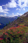 Image of Pink Heather and Glacier Peak, North Cascades