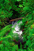 Image of Willoughby Creek in Quinault Rain Forest, Olympic National Park.