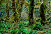 Image of moss-covered trees, Hoh Rain Forest, Olympic National Park.