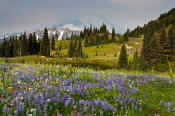 Image of Mount Rainier and flowers, Naches Peak