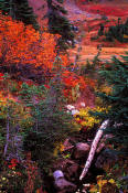Image of Fall Colors near Tipsoo Lake