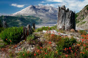 Image of Mount St. Helens above flowers at Norway Pass