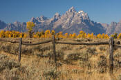 Image of Tetons above autumn colors and fence, Grand Teton National Park