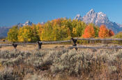 Image of Grand Teton above autumn colors and fence, Grand Teton National Park