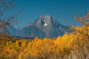 Image of Mount Moran framed in autumn colors, Grand Teton National Park
