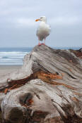 Image of Western Gull at Bullard Beach, Oregon Coast