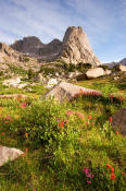Image of Pingora Peak above flowers in Cirque of the Towers, Wind Rivers