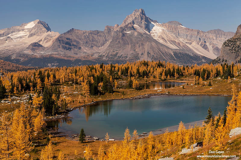 Image of Opabin Plateau, fall larches, Cathedral Peak, Opabin Lake