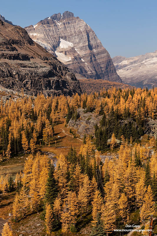 Image of Odaray Mountain and fall larches, Opabin Plateau