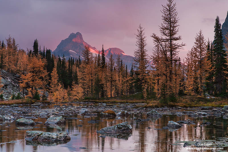 Image of Cathedral Mountain, aplenglow, reflection, Opabin Plateau