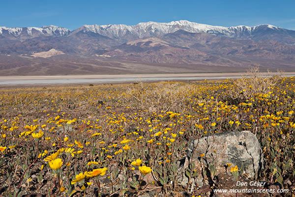 Image of Desert Gold and Panimint Range, Death Valley