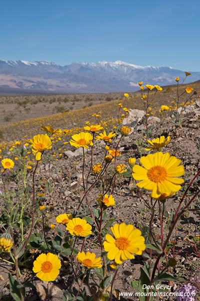 Image of Desert Gold, Panimint Range, Death Valley