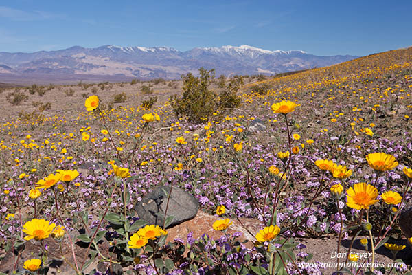 Image of Desert Gold below Panimint Range, Death Valley