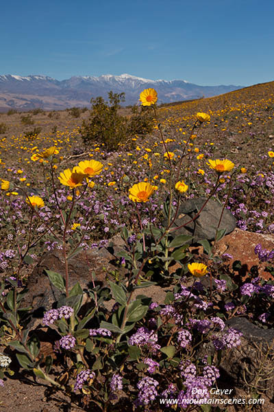 Image of Desert Gold and Panimint Range, Death Valley