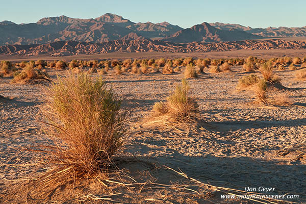 Image of Devil's Cornfield, arrowweed, Death Valley