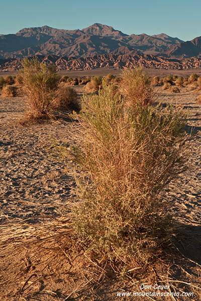 Image of Devil's Cornfield, arrowweed, Death Valley