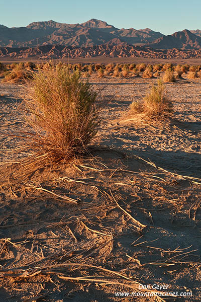 Image of Devil's Cornfield, arrowweed, Death Valley