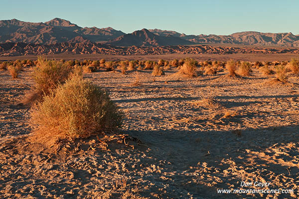 Image of Devil's Cornfield, arrowweed, Death Valley