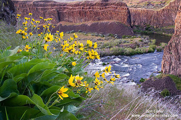 Image of Balsemroot above the Palouse