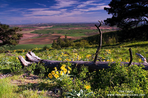 Image of The Palouse