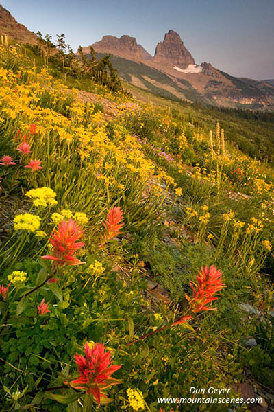 Image of Flower meadows in Granite Park.