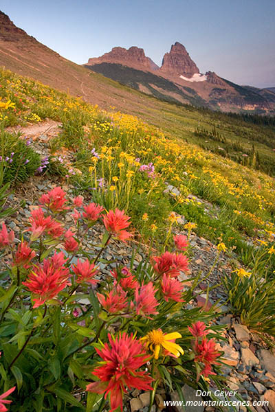 Flower meadows in Granite Park.